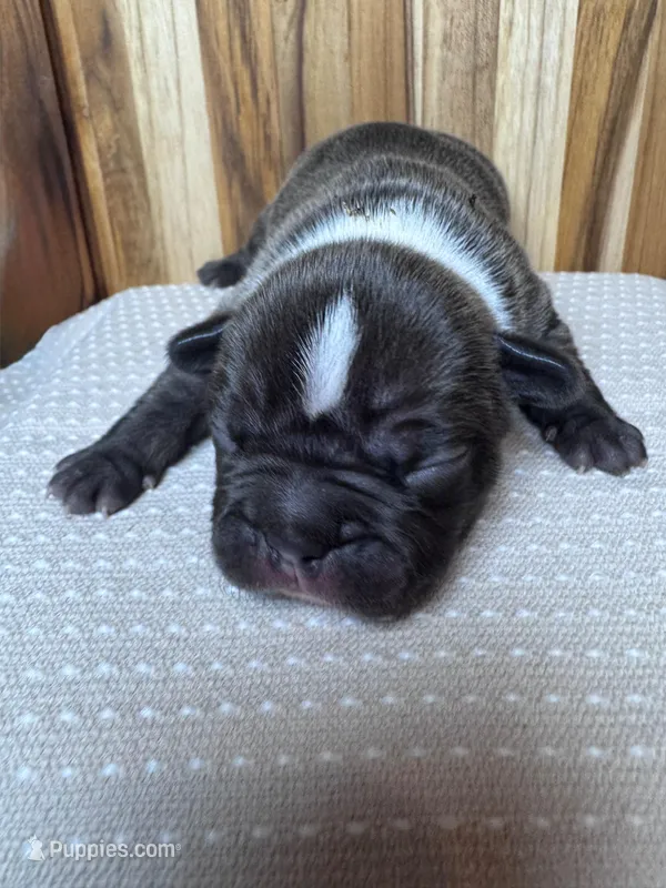 Ridge – French Bulldog puppy for sale in Cleveland, TN