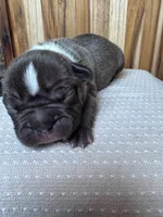 Ridge, a male French Bulldog for sale in Cleveland, TN – Photo 3 of 4