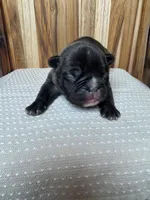 Ranger, a male French Bulldog for sale in Cleveland, TN – Photo 1 of 4