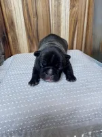 Ranger, a male French Bulldog for sale in Cleveland, TN – Photo 3 of 4