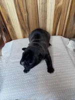 Ranger, a male French Bulldog for sale in Cleveland, TN – Photo 4 of 4