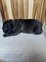 Ranger, a male French Bulldog for sale in Cleveland, TN – Photo 2 of 4