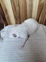 Rosie, a female French Bulldog for sale in Cleveland, TN – Photo 5 of 5