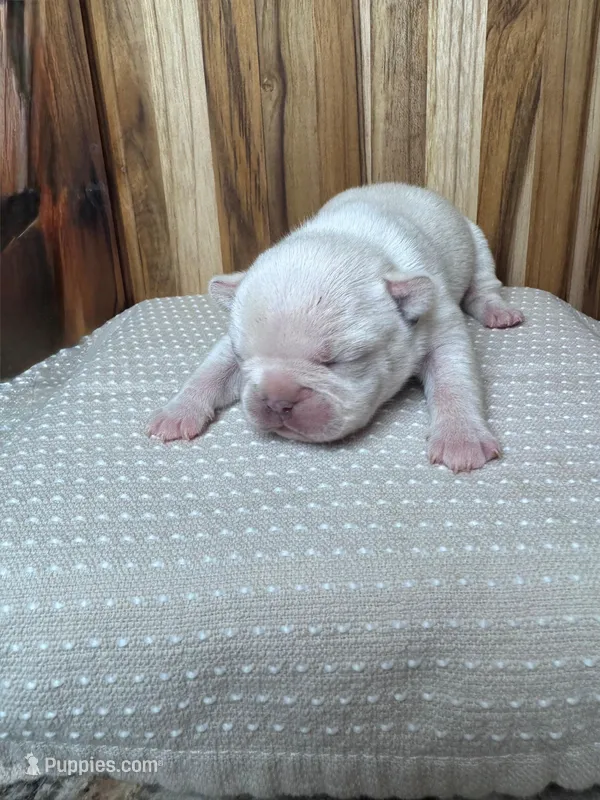 Rosie – French Bulldog puppy on hold in Cleveland, TN