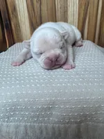 Rosie, a female French Bulldog for sale in Cleveland, TN – Photo 3 of 5