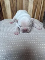 Rosie, a female French Bulldog for sale in Cleveland, TN – Photo 2 of 5