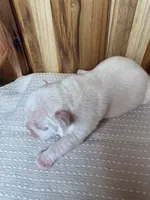 Rosie, a female French Bulldog for sale in Cleveland, TN – Photo 4 of 5