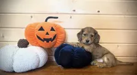Akc shaded red dapple male , a male Dachshund and Miniature Dachshund for sale in Decatur, IA – 2 of 6