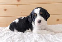 Beau, a male English Springer Spaniel for sale in Decatur, IA – 3 of 5
