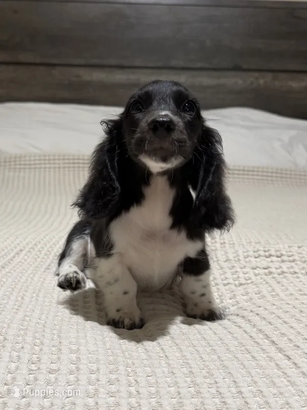 AKC Black and white piebald  – Dachshund, Miniature Dachshund puppy for sale in DeFuniak Springs, FL