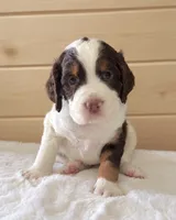 Macy, a female English Springer Spaniel for sale in Decatur, IA – 1 of 5