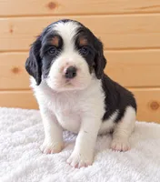 Beau, a male English Springer Spaniel for sale in Decatur, IA – 1 of 5