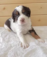 Macy, a female English Springer Spaniel for sale in Decatur, IA – 4 of 5