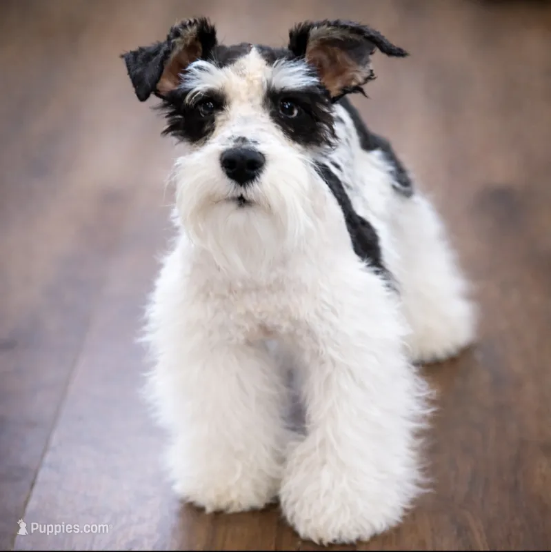 Matilda AKC  – Miniature Schnauzer puppy for sale in DeFuniak Springs, FL