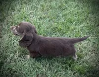 Chocolate and cream brindle , a male Miniature Dachshund for sale in DeFuniak Springs, FL – 2 of 9