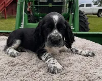 Akc black / white roan, a male English Springer Spaniel for sale in DeFuniak Springs, FL – Photo 3 of 6