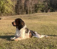 Akc black / white roan, a male English Springer Spaniel for sale in DeFuniak Springs, FL – Photo 4 of 6
