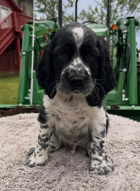 Akc black / white roan