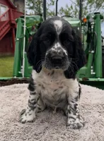Akc black / white roan, a male English Springer Spaniel for sale in DeFuniak Springs, FL – Photo 1 of 6