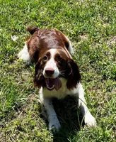 Akc black / white roan, a male English Springer Spaniel for sale in DeFuniak Springs, FL – Photo 6 of 6