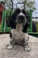 Akc black / white roan, a male English Springer Spaniel for sale in DeFuniak Springs, FL – Photo 2 of 6