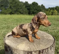 Chocolate and tan dapple , a female Dachshund and Miniature Dachshund for sale in DeFuniak Springs, FL – 3 of 3