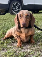 Red dapple boy, a male Miniature Dachshund for sale in DeFuniak Springs, FL – Photo 2 of 2