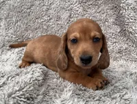Red dapple boy, a male Miniature Dachshund for sale in DeFuniak Springs, FL – Photo 1 of 2