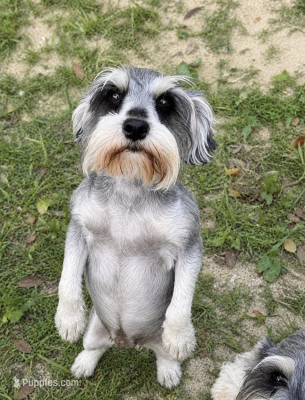 Annie  – Miniature Schnauzer puppy for sale in DeFuniak Springs, FL
