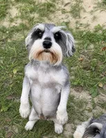 Annie , a female Miniature Schnauzer for sale in DeFuniak Springs, FL – 1 of 2