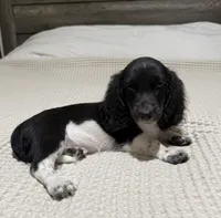 AKC Black and white piebald , a male Dachshund and Miniature Dachshund for sale in DeFuniak Springs, FL – 3 of 4