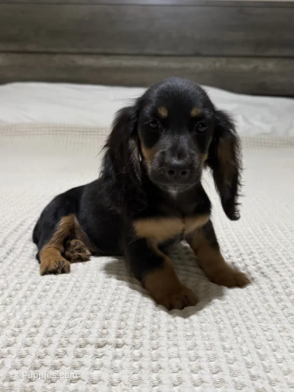 AKC Black and tan longhair  – Dachshund, Miniature Dachshund puppy for sale in DeFuniak Springs, FL