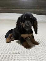AKC Black and tan longhair , a male Dachshund and Miniature Dachshund for sale in DeFuniak Springs, FL – 1 of 5
