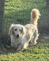 Akc Ghost , a male Miniature Dachshund for sale in Decatur, IA – 3 of 4
