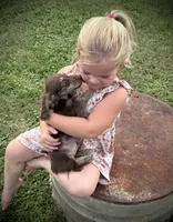 Chocolate and cream brindle , a male Miniature Dachshund for sale in DeFuniak Springs, FL – 3 of 9