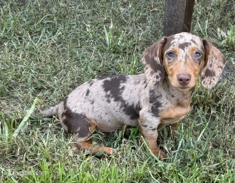 Chocolate and tan dapple  – Dachshund, Miniature Dachshund puppy for sale in DeFuniak Springs, FL