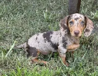 Chocolate and tan dapple , a female Dachshund and Miniature Dachshund for sale in DeFuniak Springs, FL – 1 of 3