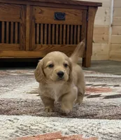 Akc ee Red boy , a male Dachshund and Miniature Dachshund for sale in Decatur, IA – 3 of 7