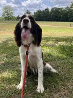 Liver and white girl, a female English Springer Spaniel for sale in DeFuniak Springs, FL – Photo 8 of 8