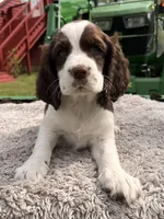 Liver and white girl, a female English Springer Spaniel for sale in DeFuniak Springs, FL – Photo 4 of 8