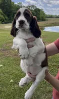 Liver and white girl, a female English Springer Spaniel for sale in DeFuniak Springs, FL – Photo 2 of 8
