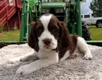 Liver and white girl, a female English Springer Spaniel for sale in DeFuniak Springs, FL – Photo 3 of 8