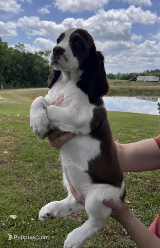 Liver and white girl