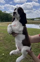 Liver and white girl, a female English Springer Spaniel for sale in DeFuniak Springs, FL – Photo 1 of 8
