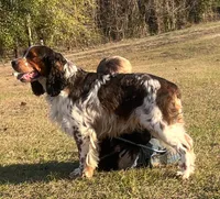 Liver and white girl, a female English Springer Spaniel for sale in DeFuniak Springs, FL – Photo 6 of 8