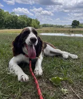 Liver and white girl, a female English Springer Spaniel for sale in DeFuniak Springs, FL – Photo 7 of 8