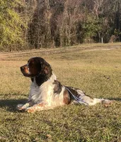 Liver and white girl, a female English Springer Spaniel for sale in DeFuniak Springs, FL – Photo 5 of 8