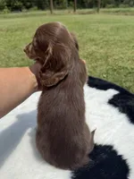 Chocolate and cream brindle , a male Miniature Dachshund for sale in DeFuniak Springs, FL – 8 of 9