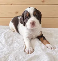 Macy, a female English Springer Spaniel for sale in Decatur, IA – 5 of 5
