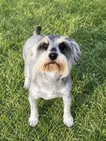 Annie , a female Miniature Schnauzer for sale in DeFuniak Springs, FL – 2 of 2